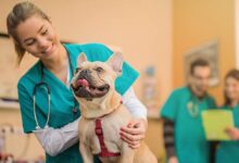 Pets' Insurance in 2024: A Comprehensive Guide